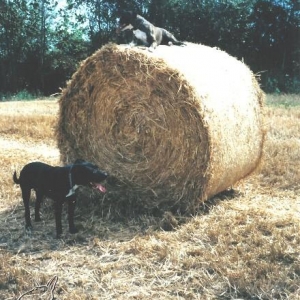 Kleiner Hund großer Ballen