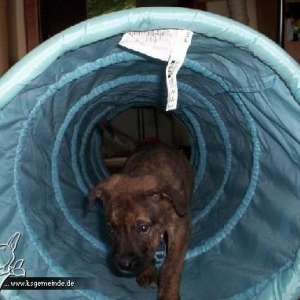 Baghi und der Rascheltunnel