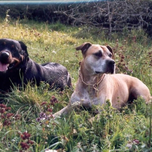 Caro & Lobo