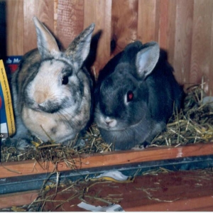 Gismo (leider verstorben) & Pepita