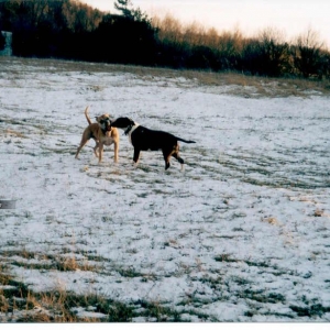 Lobo mit Kumpel im Schnee