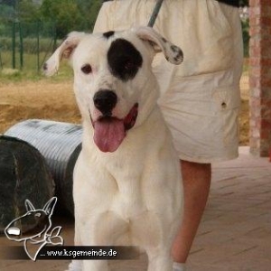 Junior Dogo Argentino