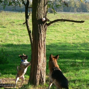 mein Ball is auf dem Baum!!!