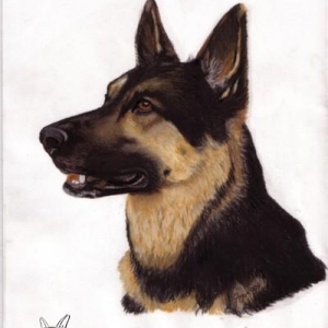 Portrait Schäferhund India