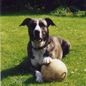 Sherry mit Ball