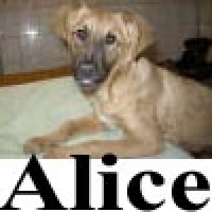 Alice20u