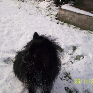 charly im schnee4