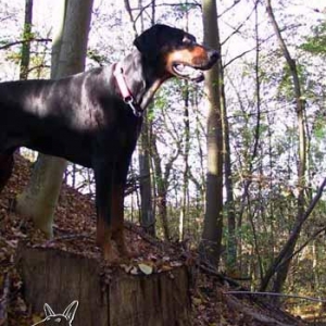 Akira im Wald