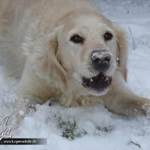 samschneegesichtverkl4