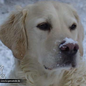 Sam, mein Schneebärchen