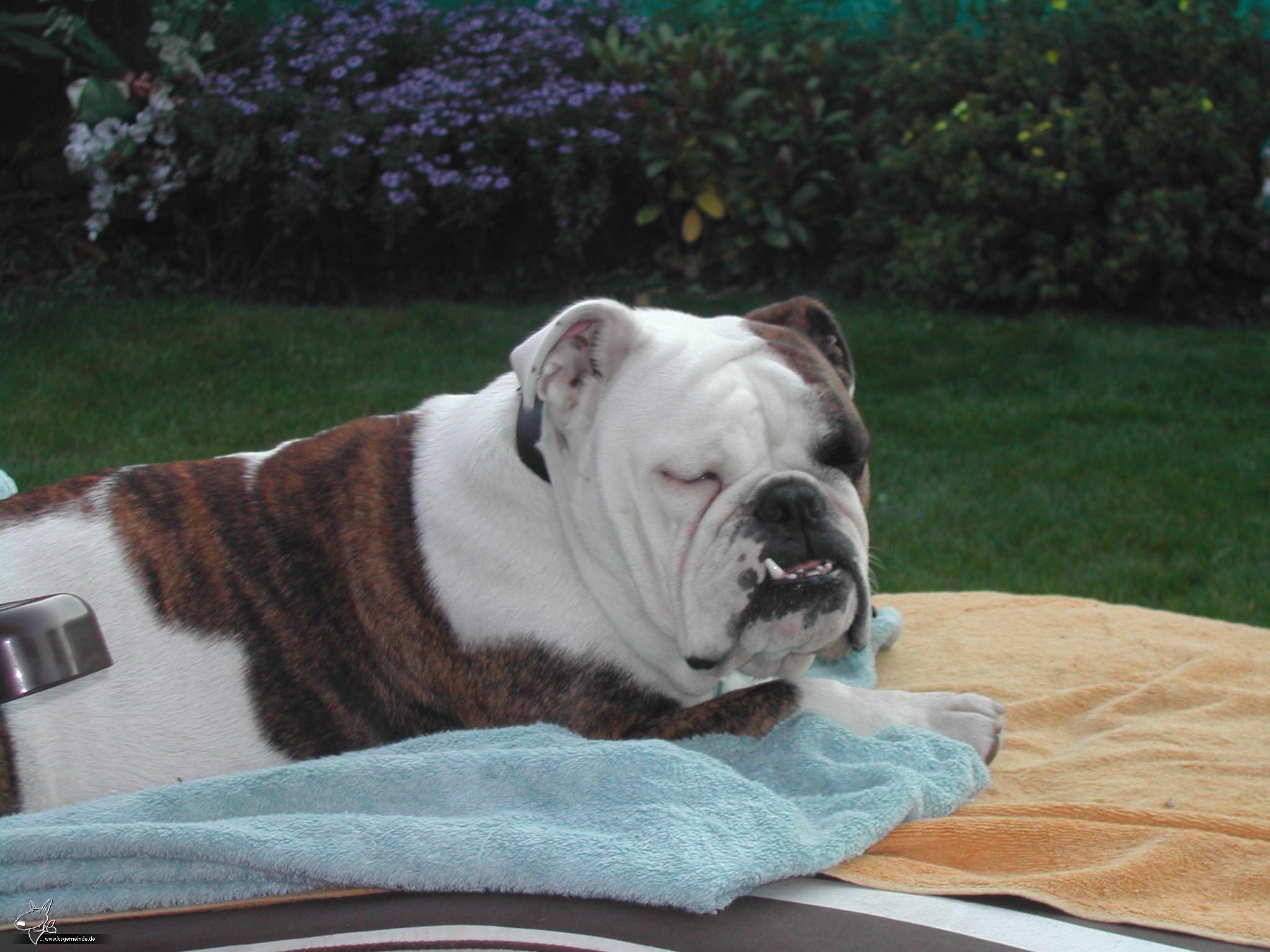 Aimee beim Sonnenbaden