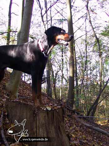 Akira im Wald