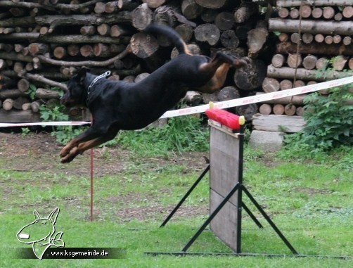 Alf beim Sprung über die Hürde