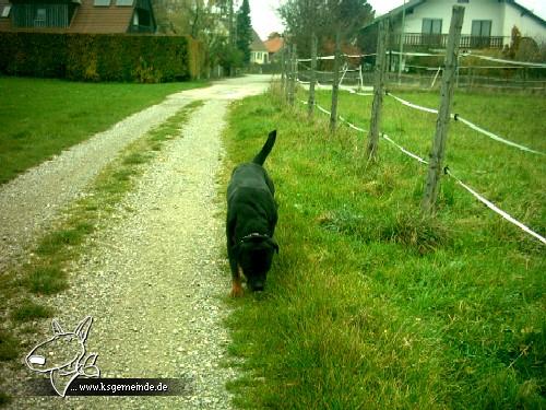 Alf hat eine Spur entdeckt