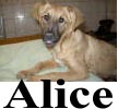 Alice20u