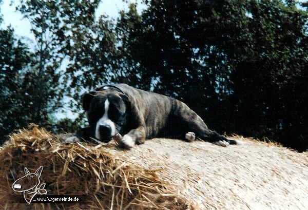 Amy auf dem Strohballen