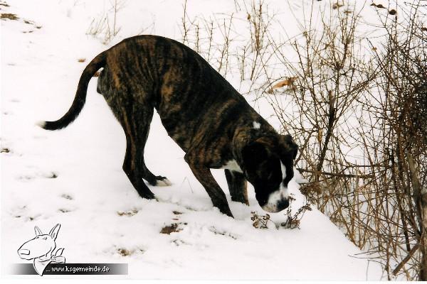 Amy im Schnee!