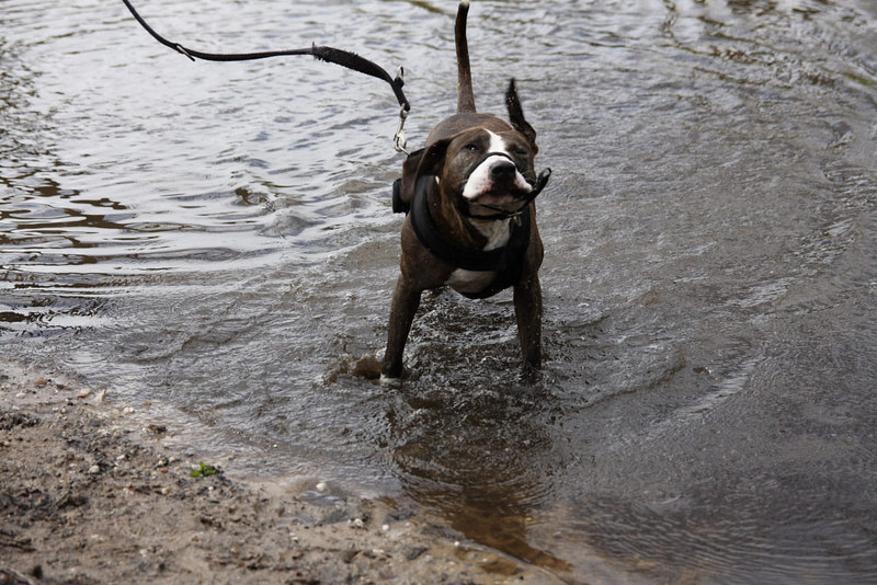 Anderes Wasser Gleicher Hund