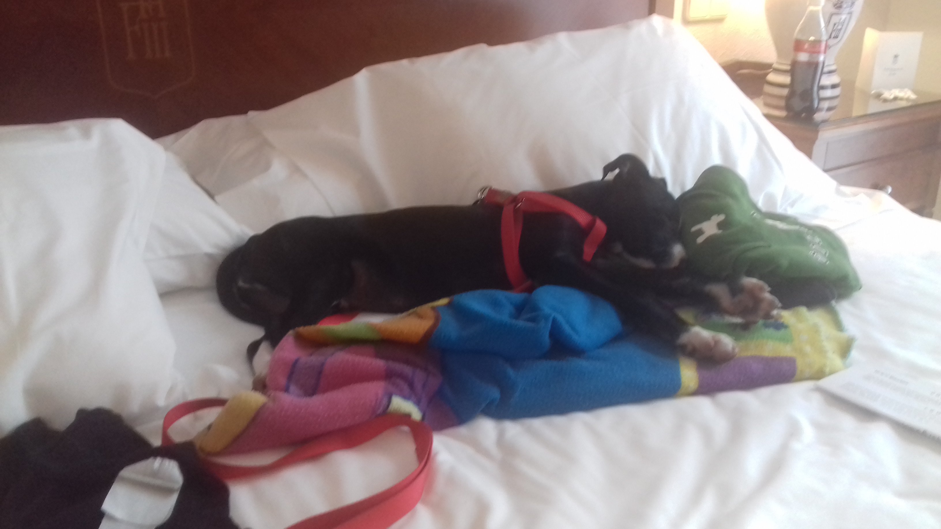 Ankunft im Hotel, Hundebaby (und ich) k.o. :D