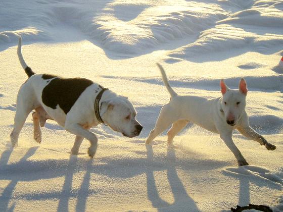 Atze & Face Im Schnee