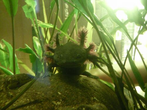 Axolotl