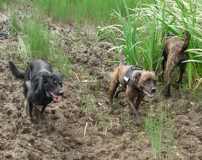 Ayka, Timmy Und Lennis Po