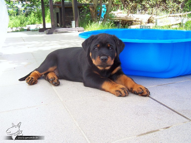 Balou auf der Terase. Mit seinem eigenen Plantschbecken.