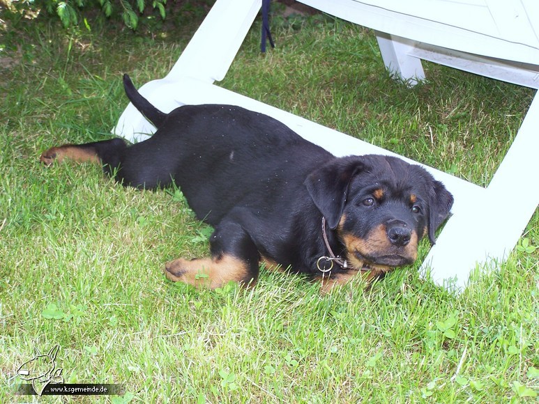 Balou ist jetzt endlich zuhause angekommen.