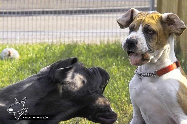 Balou und Kylie