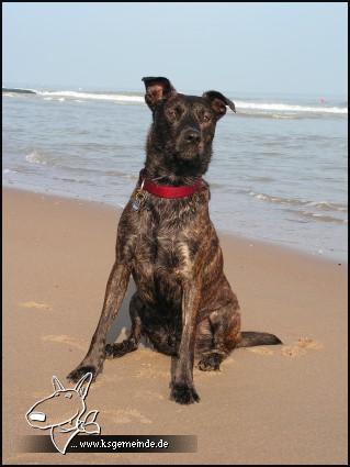 Balu am Strand in Belgien