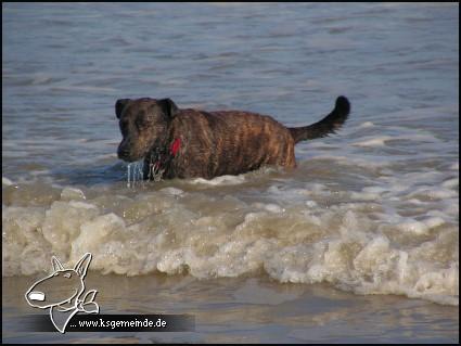 Balu im Meer