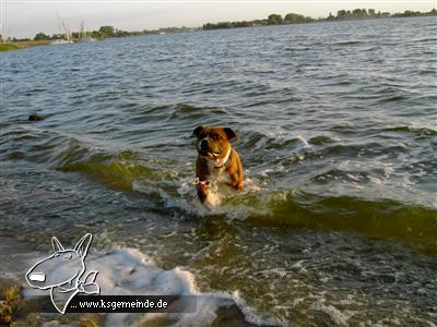 Balu im Urlaub