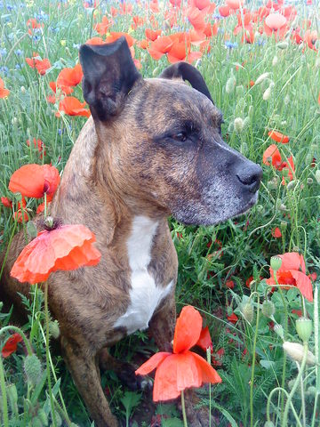 Bienchen Mohn