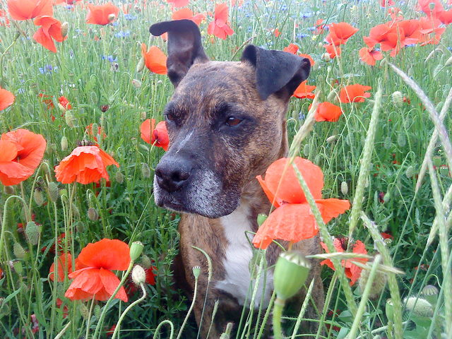 Bienchen Mohn