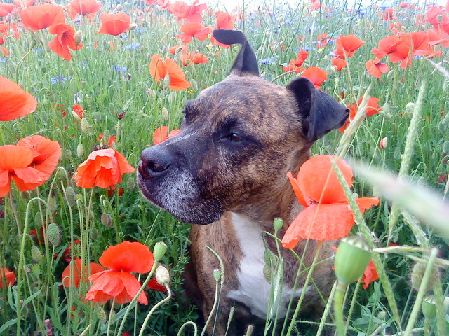 Bienchen Mohn