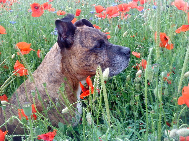 Bienchen Mohn