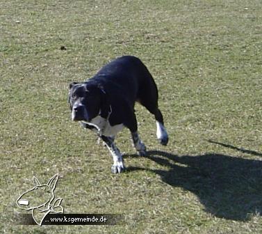 Billy mit einem Jahr ;)