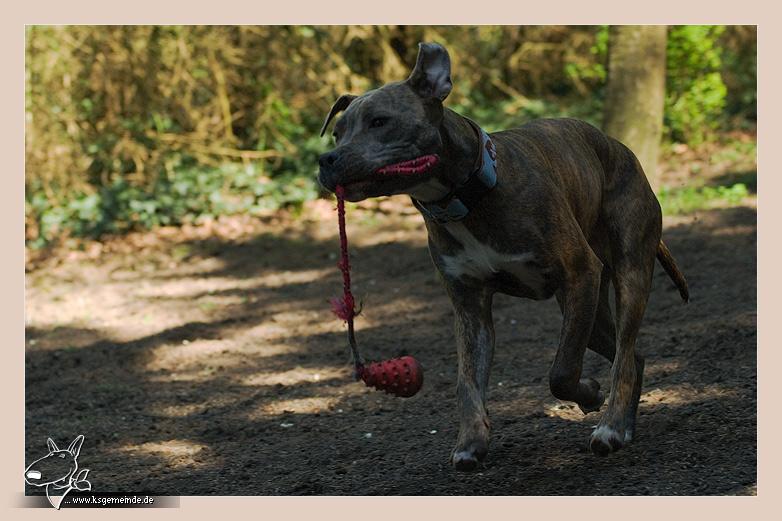 Bluebell ist stolz auf ihren Kong