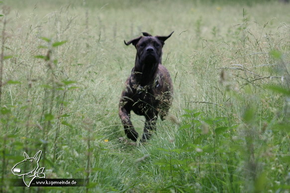 Boerboel Elsa 7 Monate