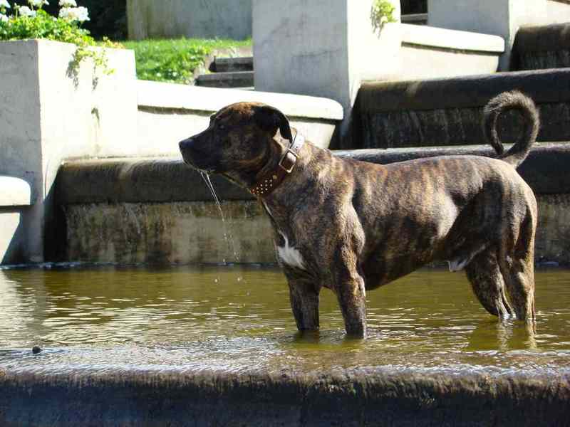 Brunnen In Berlin Am Lietzensee