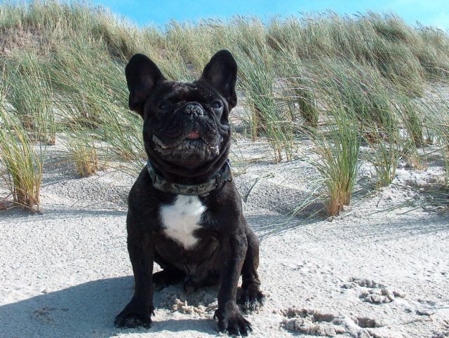 Bruno-der Herrscher Des Strandes!