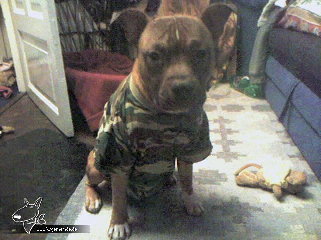 Bundeswehr Dog