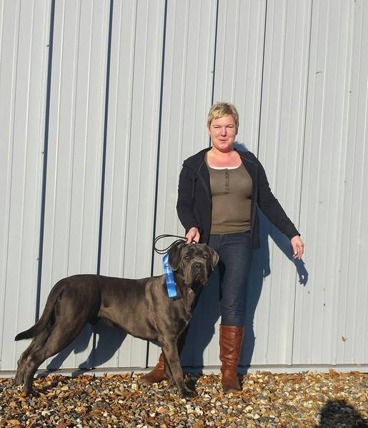 Cane Corso, Börr