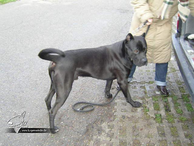 Cane Corso