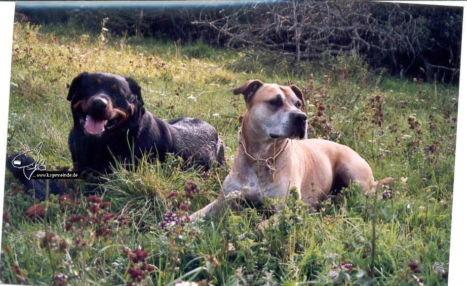 Caro & Lobo