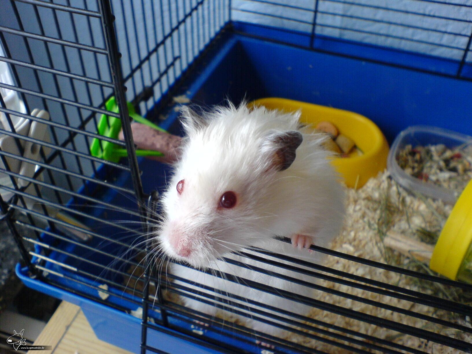 Celina (hamster)
