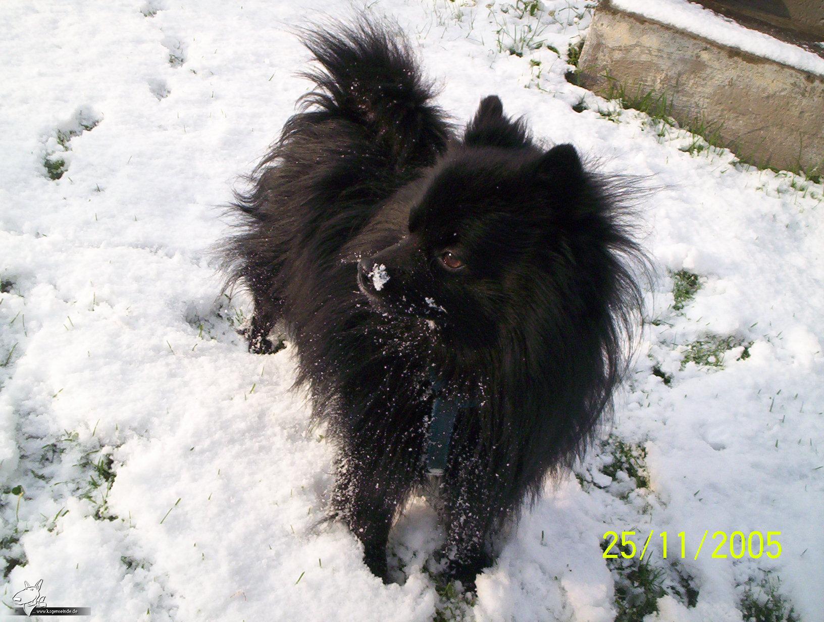 charly im schnee3