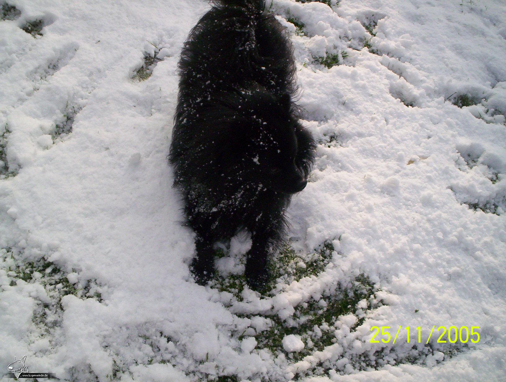 charly im schnee6