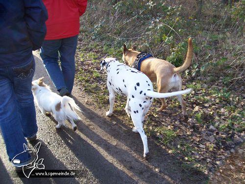 Chicca, Baxi und Gonzo