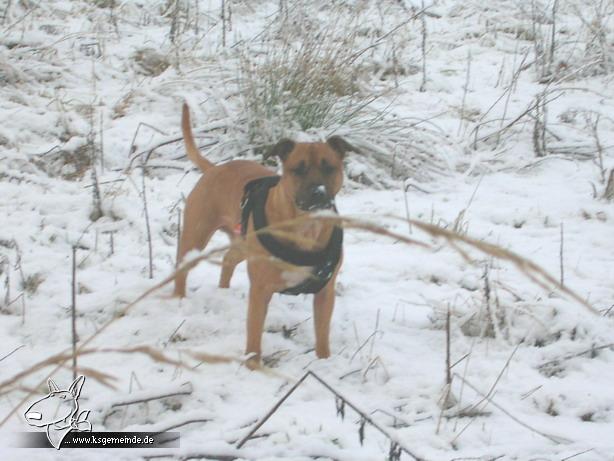 Clyde im Schnee